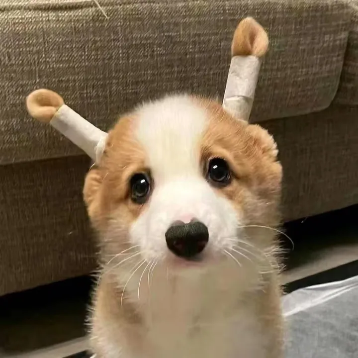 @pet_babylover77