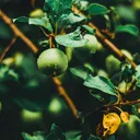 @greenappletarot