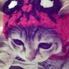 dabloon_catt12