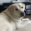 furrybuddy21