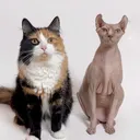 @skin_and_fur