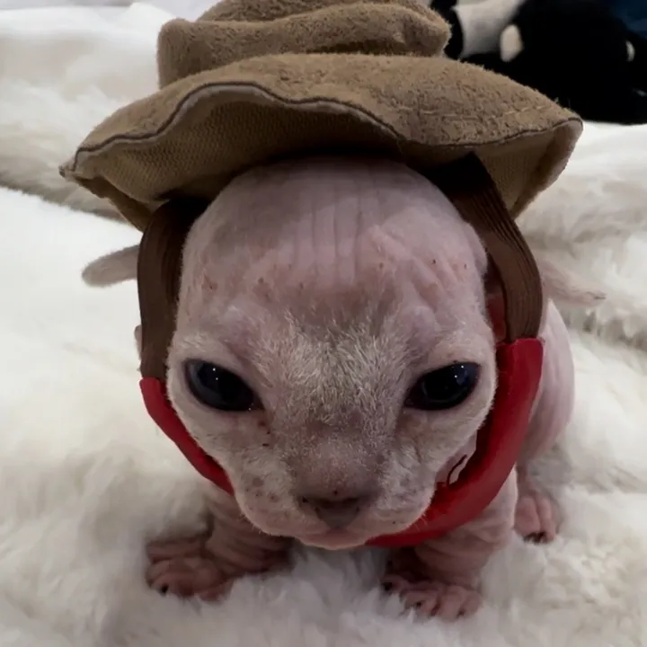 @famoussphynx