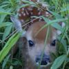 bambi319209