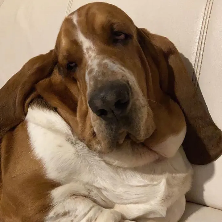 @olaf.babahound