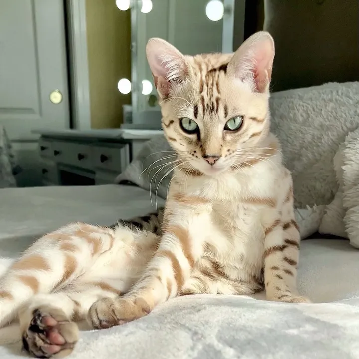 @lovelybengals