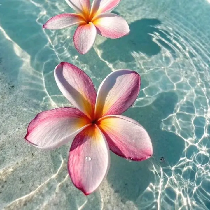 sunnylifebylilycapri