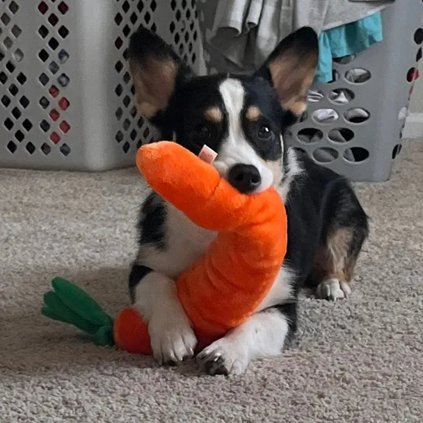 @thecorgimonty