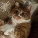 @aloothecat_