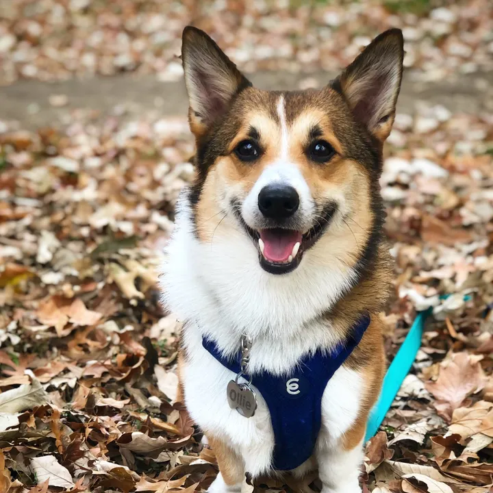 @mr_ollie_corgi