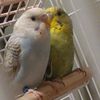 .budgies._