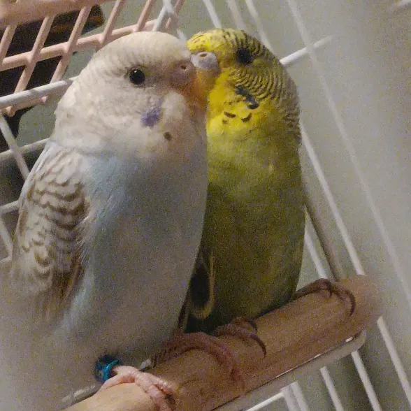.budgies._