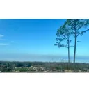 @pine.palm