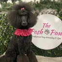 @theposhpaw
