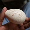 poultryinmotion254