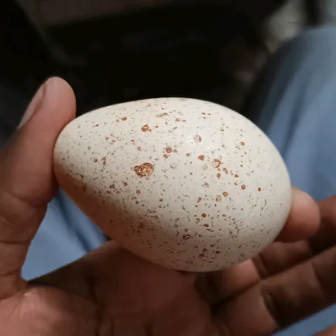 poultryinmotion254