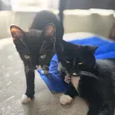 @finaandriccospaws