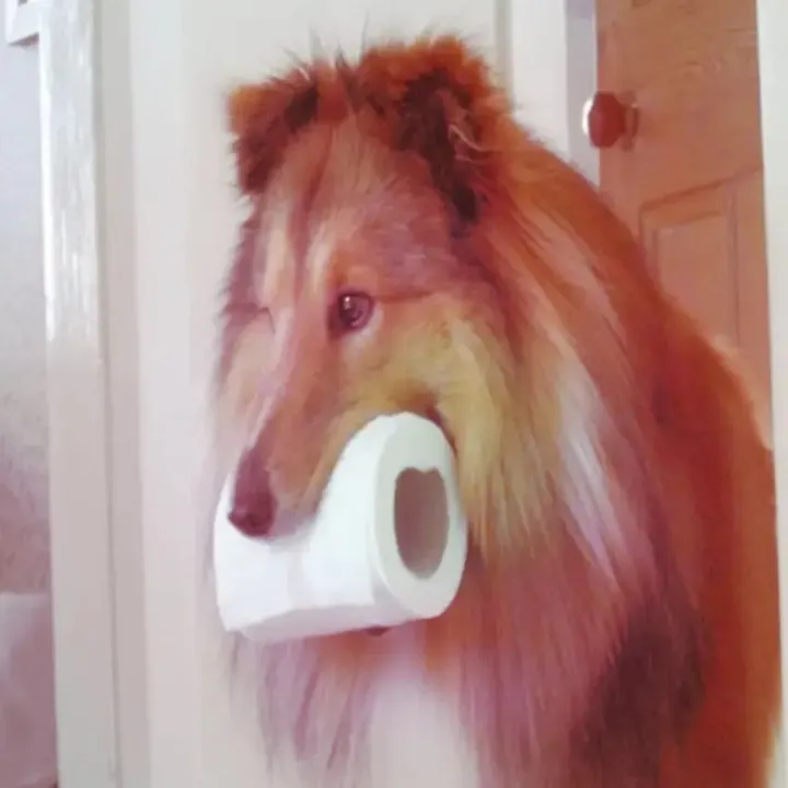 ruffcollie
