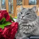 @pookieethecat