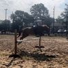 texancowgirl