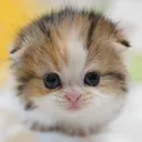 @tinyfoldmunchkin