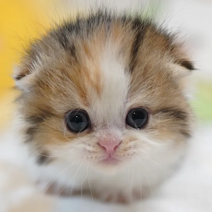 tinyfoldmunchkin