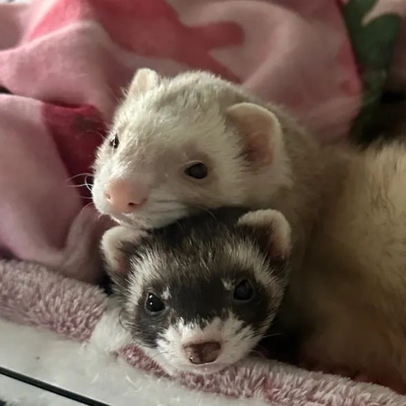 nuggetandpebbles
