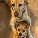 @littledogandbogie