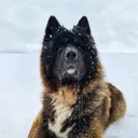 @atilus_maximus