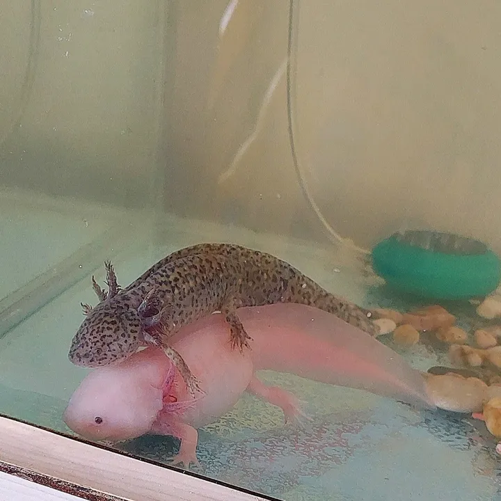 axolotl.uretim