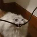 @shifty844