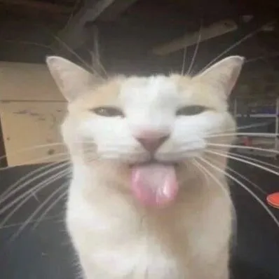 @cakkitty