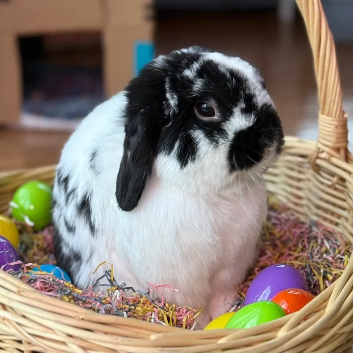 pablotherabbit