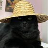 timon_chat