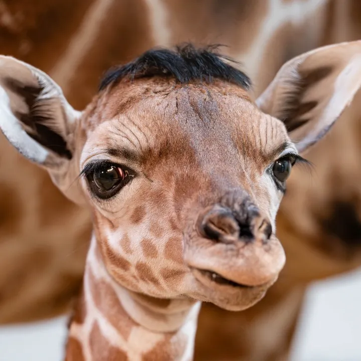 @thetoledozoo