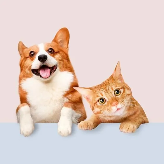 cute.pets.tv31