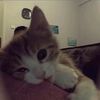 sillykitty_81