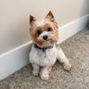 goodboyralphh