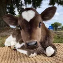 @pet.humor5