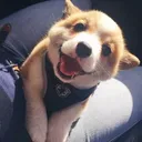 @pawsomedog128