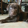 hank.the.tank.the.lab