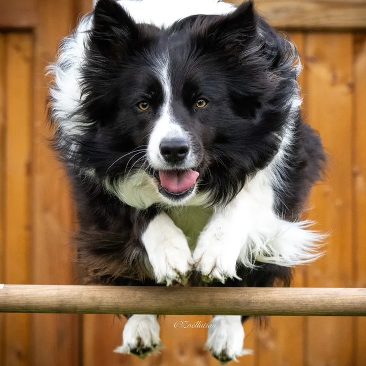 border.collie.andra