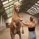 @blondeeskalation