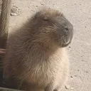 @lil_capybarayt