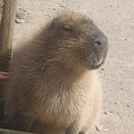 lil_capybarayt