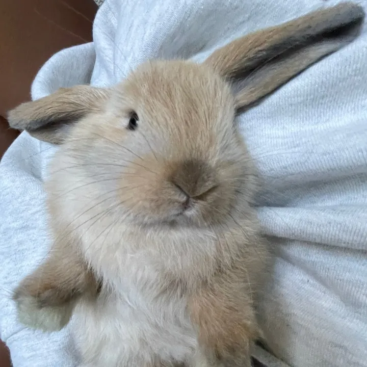 @chickenthebunbun