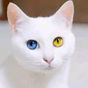 @gembolg