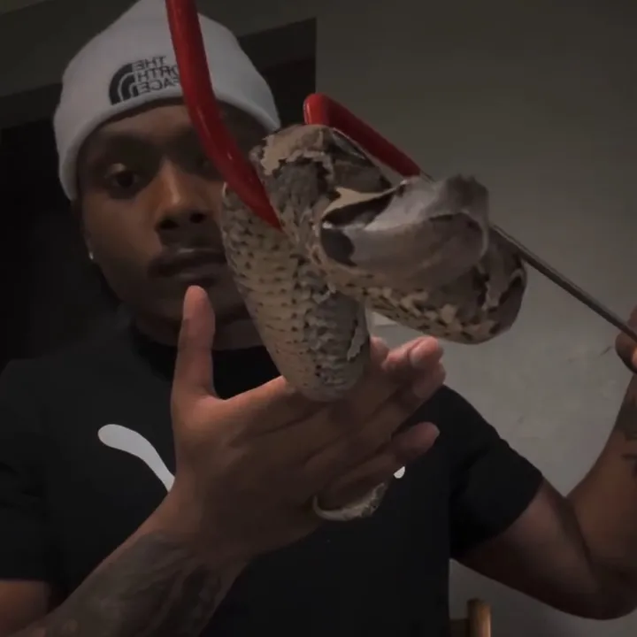 @savageryreptiles