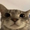 zwombiemew