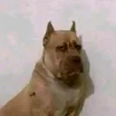 @invinciboy6741