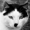 cat_memes_cat